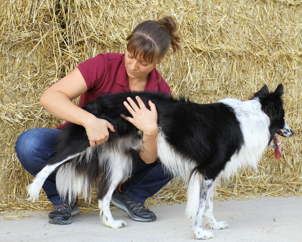 ostéopathie canine